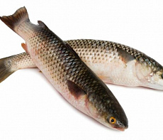 Кефаль Азовская неразделанная рыба (0,5-1кг)