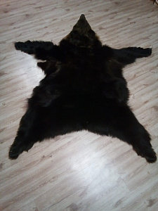 Превью Шкура медведя с головой